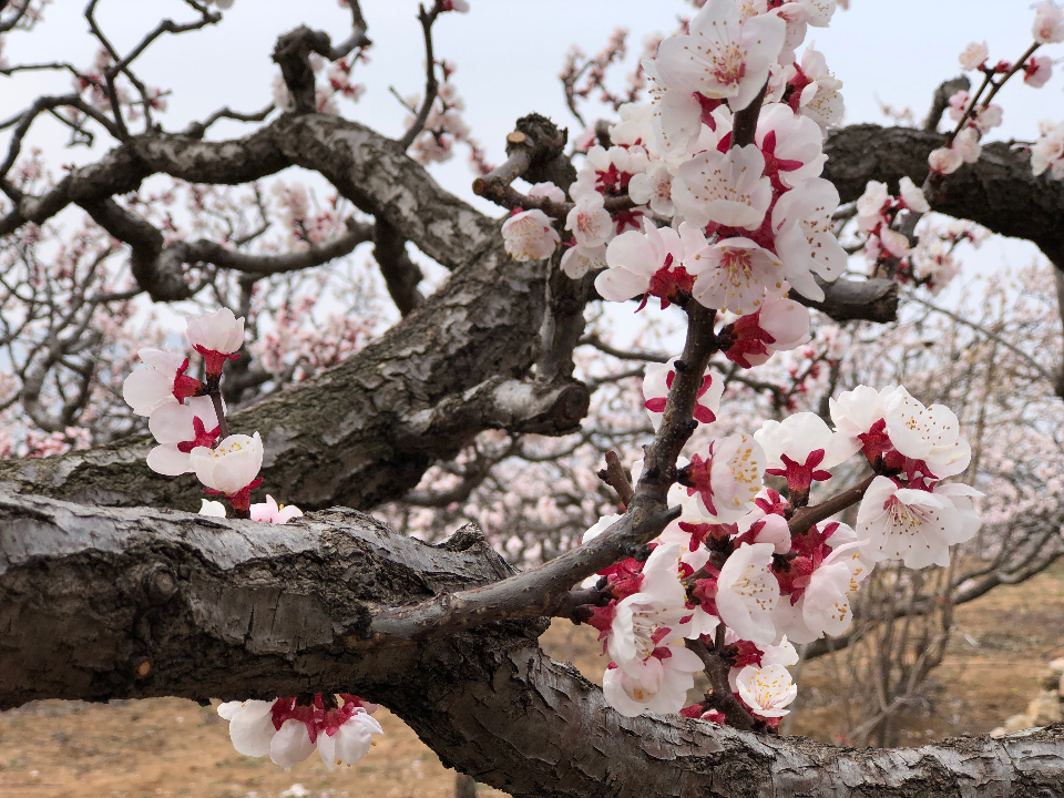 三月到济南长清张夏和漫山遍野的杏花来一次亲密接触
