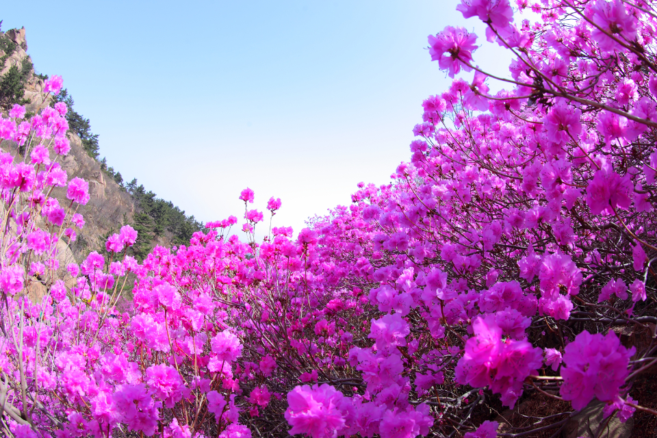 花期预报|青岛大珠山杜鹃花25日初开,花期至5月