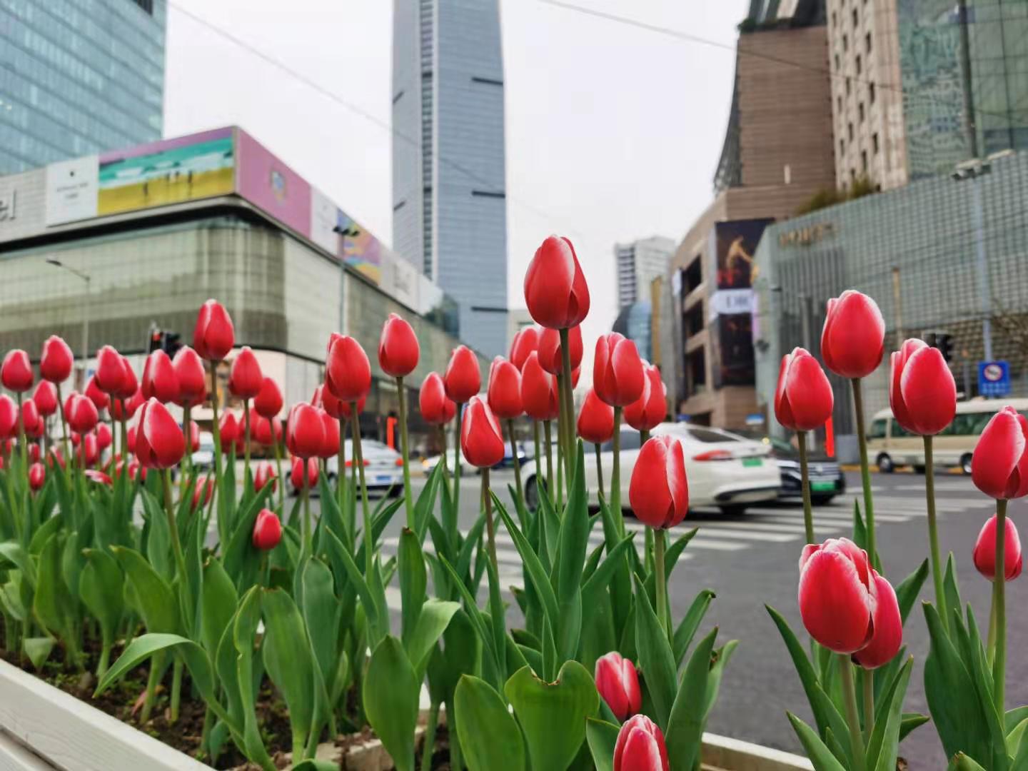 168万株郁金香绚烂绽放!今春上海市中心首个主题花展来了