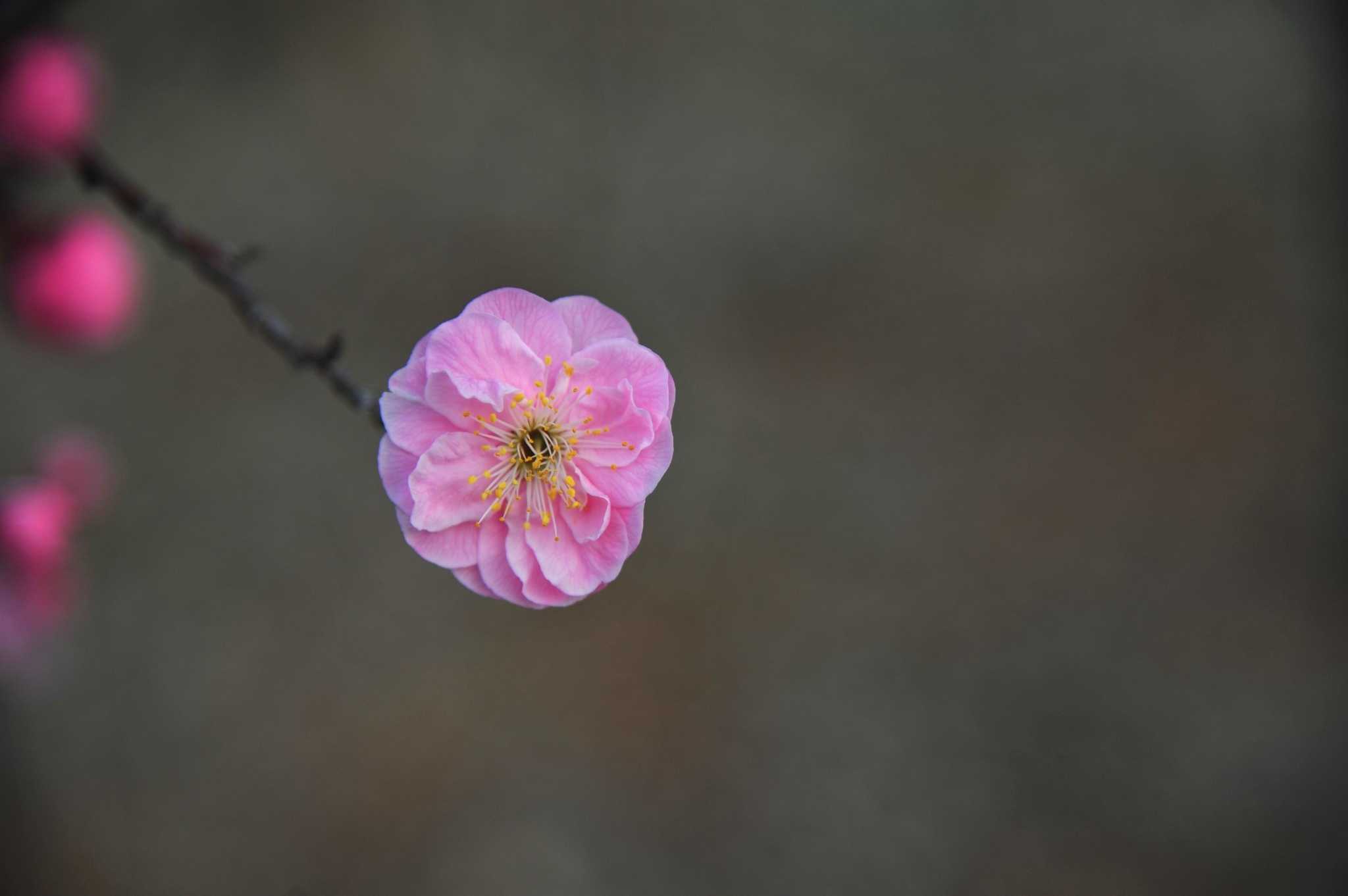 春天里,怎能错过与杏梅花季的约会?