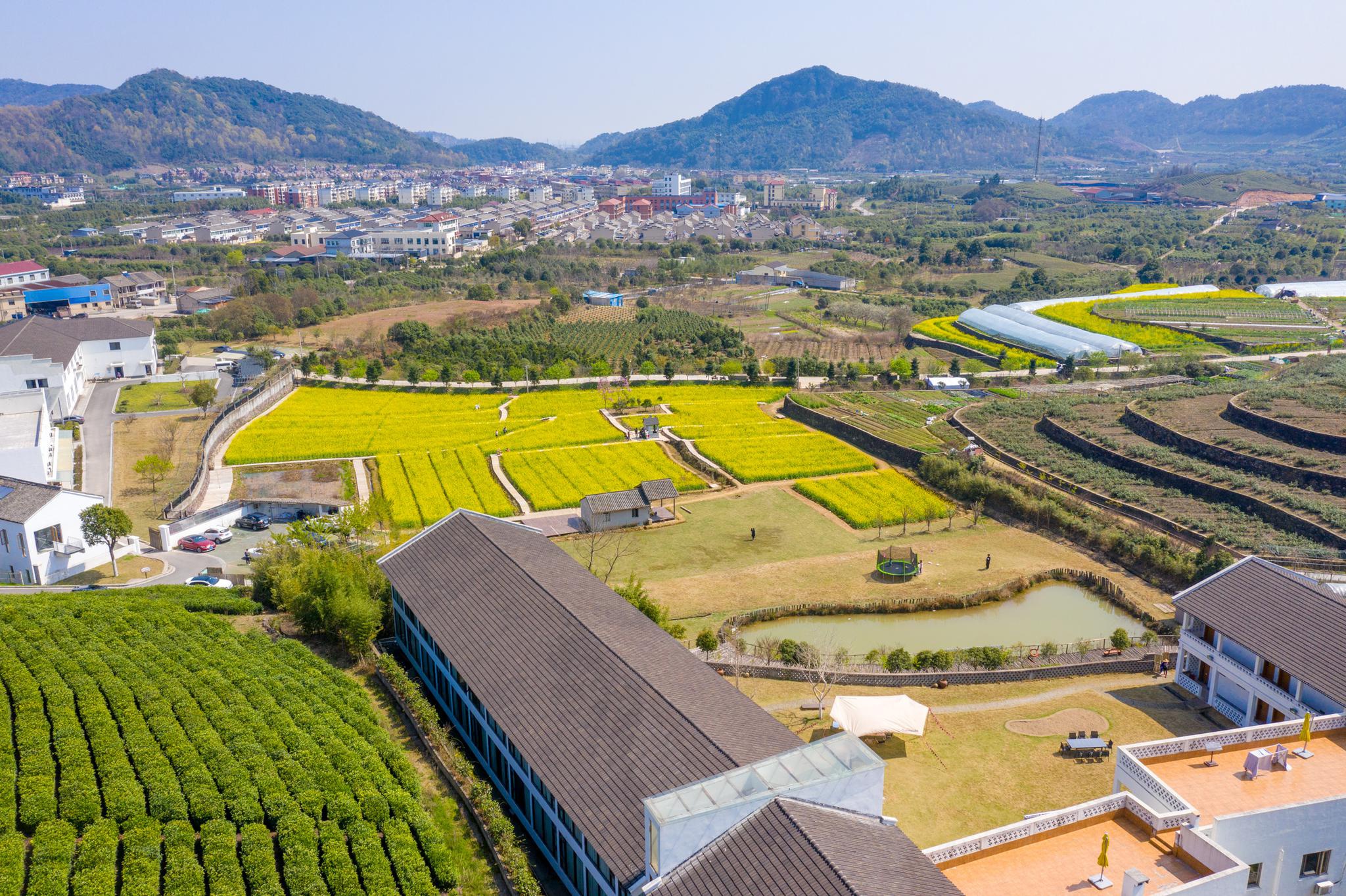 宁波:油菜花开引客来