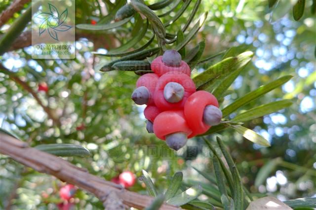 紫杉,见过吗?利尿消肿.治肾炎浮肿,小便不利,糖尿病