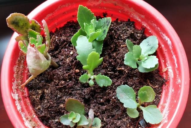 扦插长寿花记住3诀窍生根长叶快一棵繁殖几十棵