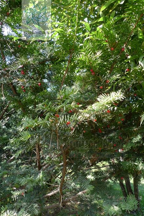 紫杉,见过吗?利尿消肿.治肾炎浮肿,小便不利,糖尿病