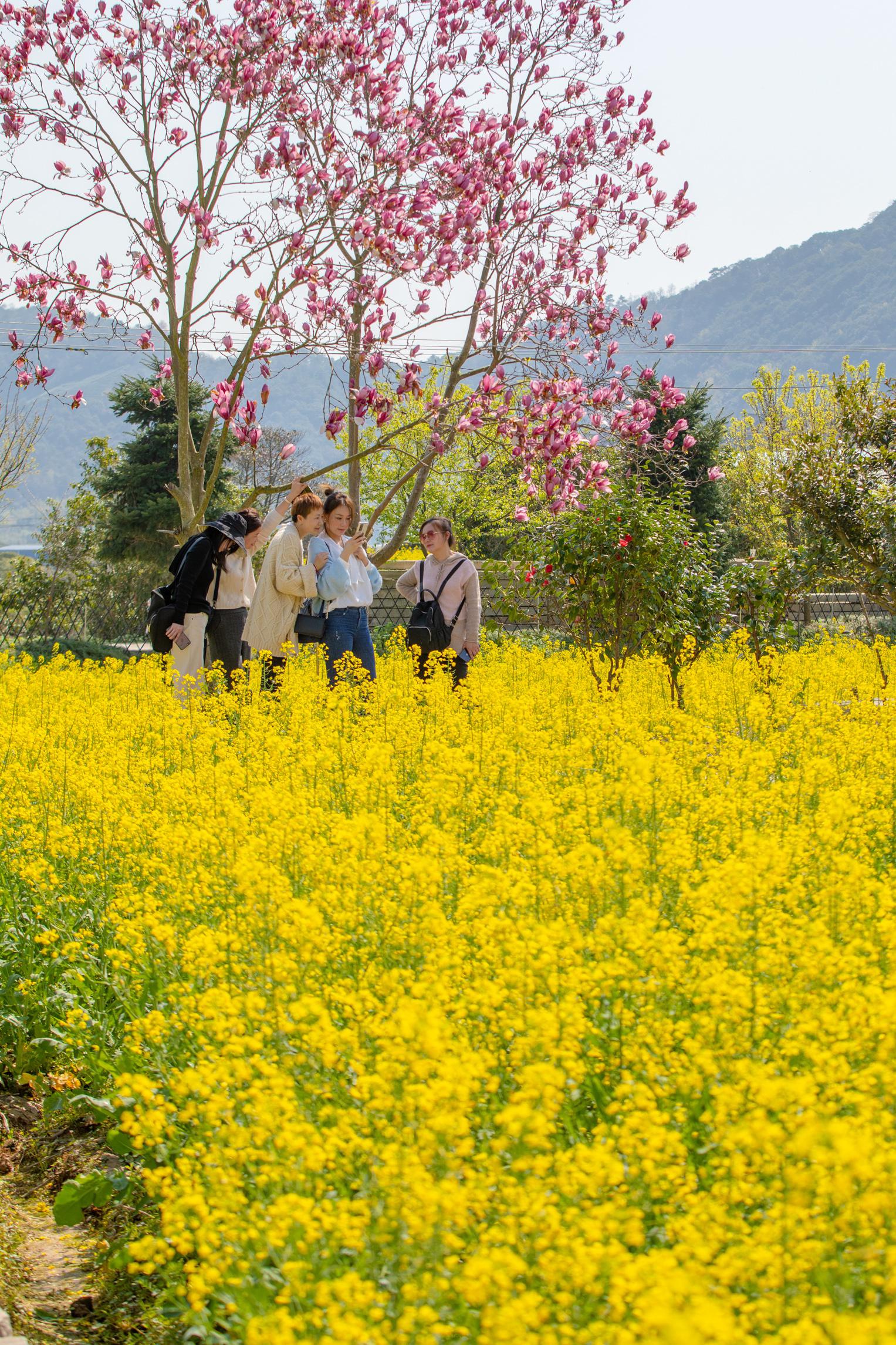 宁波:油菜花开引客来