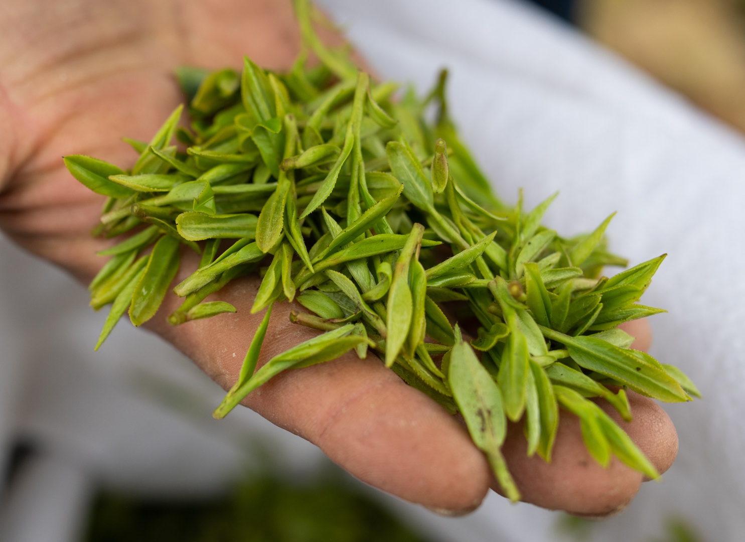 杭州茶农加紧采摘明前茶