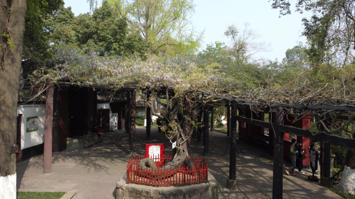 春天来了到成都市新都区升庵桂湖看紫藤