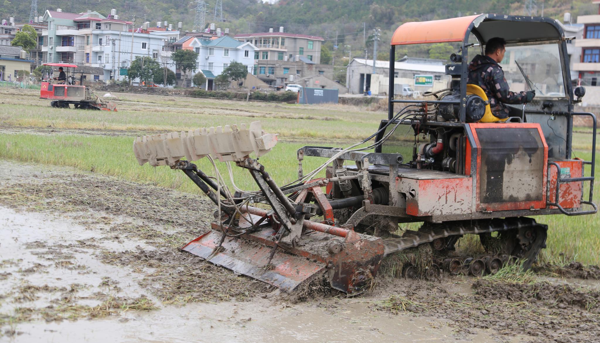 社员们正驾驶着拖拉机来回犁耙早稻田