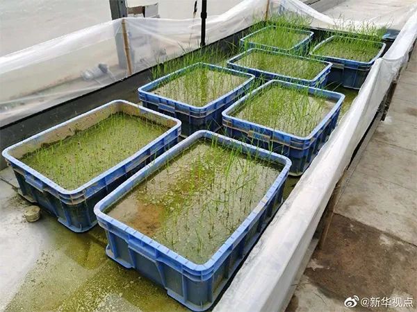 发这种朋友圈会被封号!找到了,申城“最帅弯腰少年”原来是他!休闲区蓝鸢梦想 - Www.slyday.coM 发这种朋友圈会被封号!找到了,申城“最帅弯腰少年”原来是他!休闲区蓝鸢梦想 - Www.slyday.coM