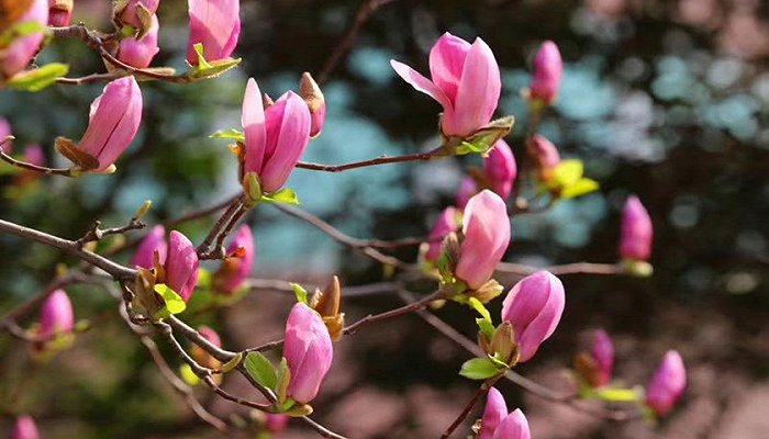 莫负花期，宁波江北向您发出春日宴请函