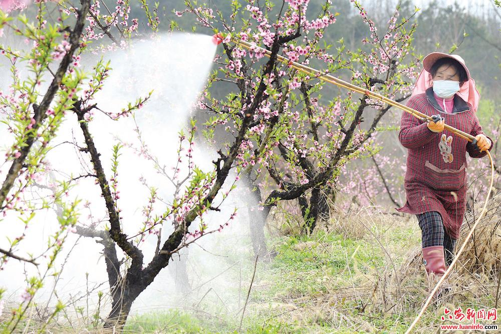 3月13日,裕安区狮子岗乡新华村一处桃园里,桃农在为桃树喷药除虫.