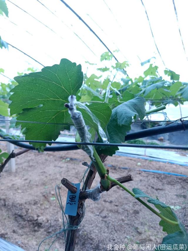 今天绿枝嫁接硬枝的葡萄树