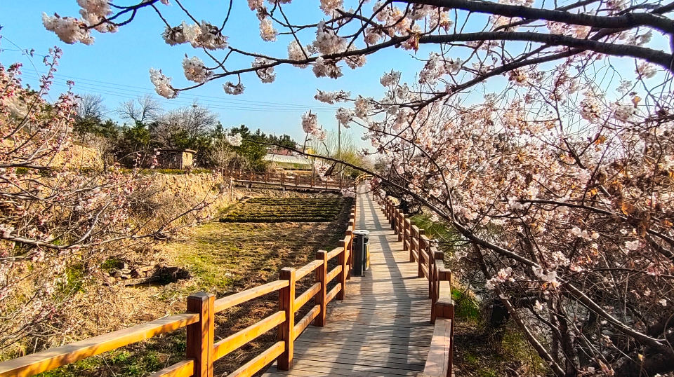 顺成视界崂山脚下庙石村乡村美丽似仙境