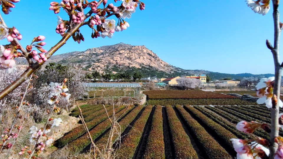 顺成视界崂山脚下庙石村乡村美丽似仙境