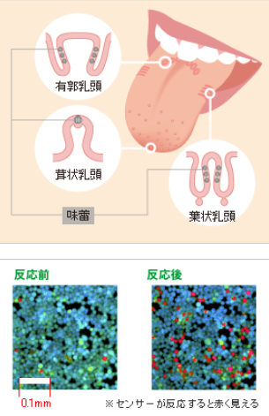 味滋康关于乙酸与舌尖传感器的研究