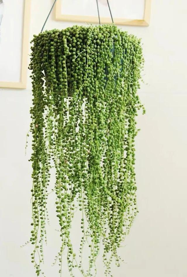 家里养珍珠吊兰,春天做好这几件事,满盆都是"绿珍珠"