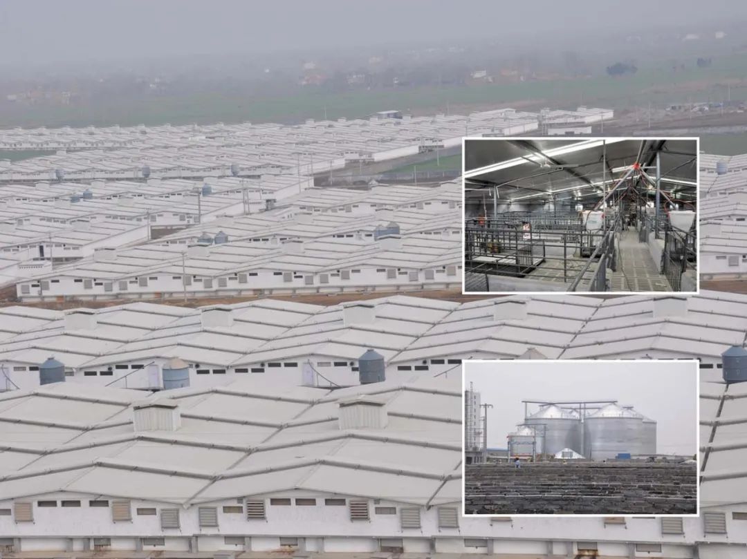 亿元猪圈堪比五星酒店,牧原股份"注水"了吗?