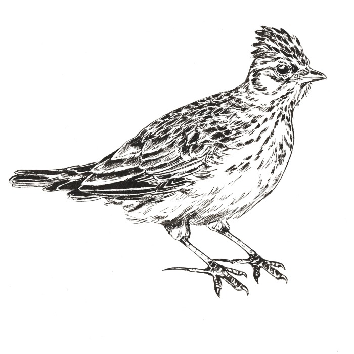 凯蒂·马兰德绘制的云雀插图,来自《寂静时期的鸟鸣》.