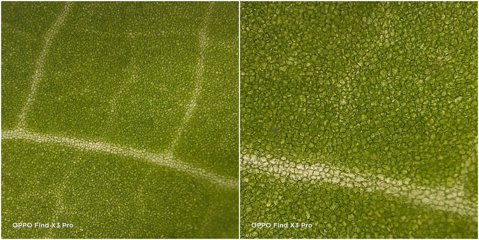 原来细节可以这么美oppofindx3的显微镜功能真不错