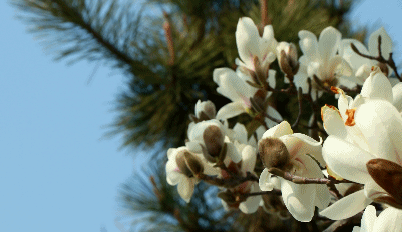 玉兰花开 春色撩人 | 诸城这条路变成了"花海"