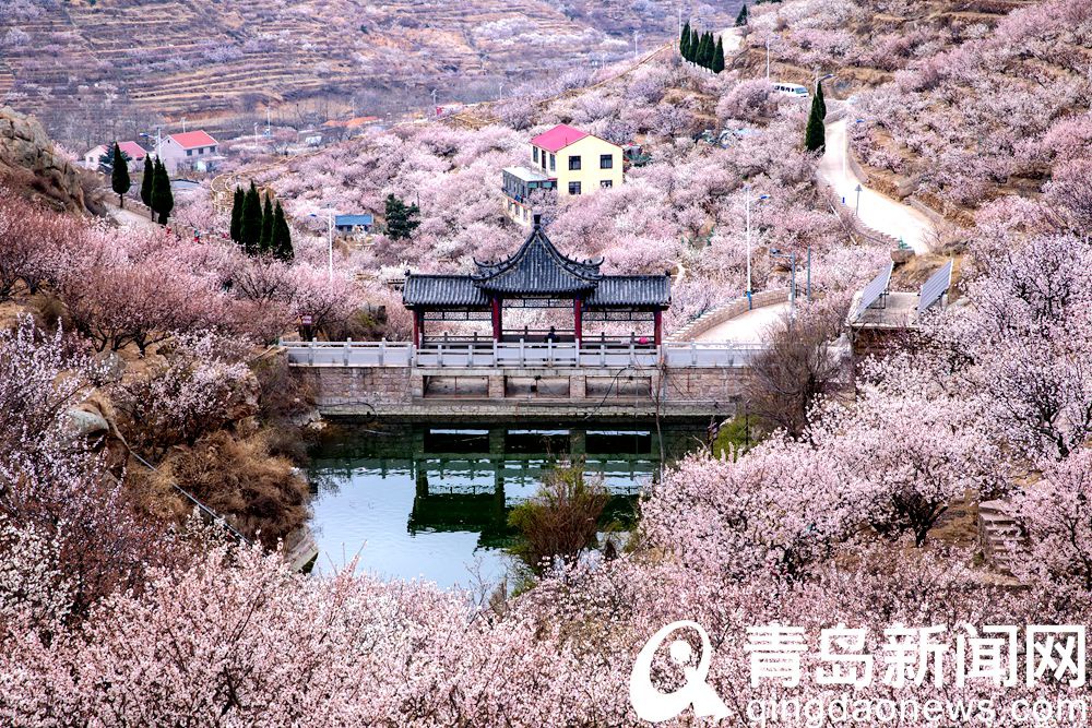 崂山北宅 又到樱桃花盛开时节