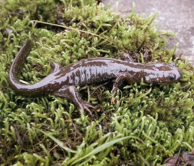 已被列入国家重点一级保护野生动物|活化石|野生动物|小鲵_新浪新闻