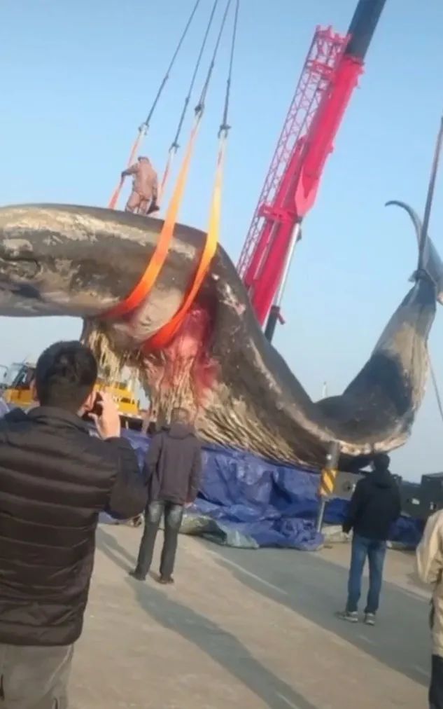 打捞视频曝光!尸体18米长,重40吨左右|大连|鲸鱼_新浪新闻