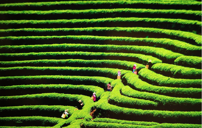 莲城雾峰香飘京城中外嘉宾品鉴春茶