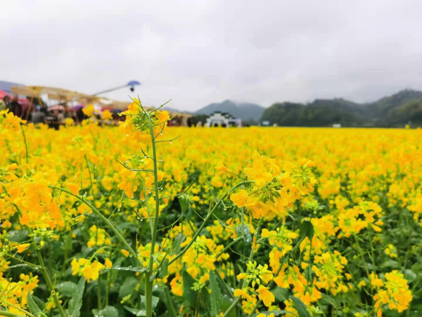 百童画春寻美东白山水 油菜花田飘来阵阵茶香