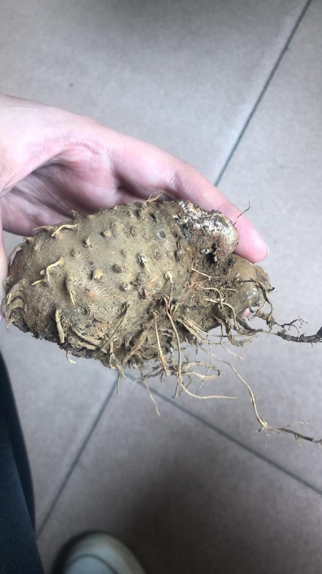 广西龙州7名民工食物中毒已治愈系误食野薯引发