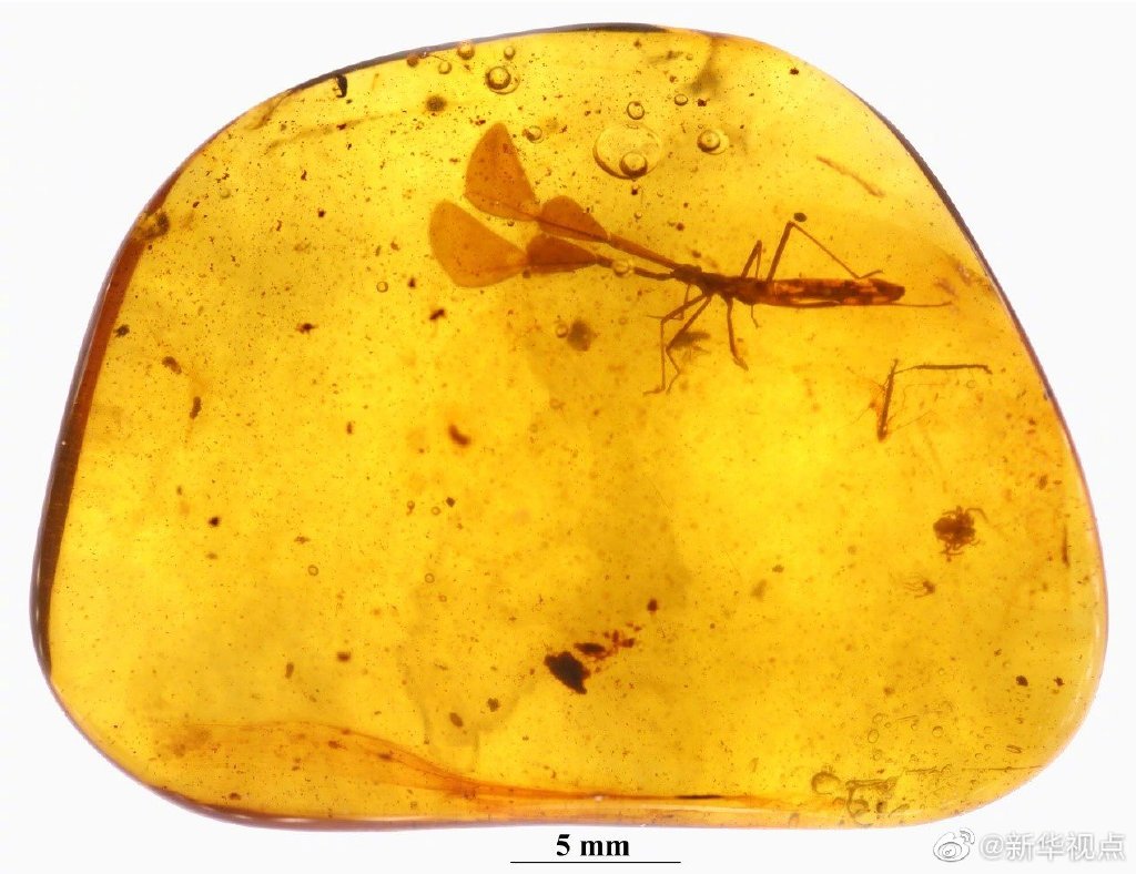 恐龙时代“臭大姐”长巨角，我国科学家发现亿年前昆虫新物种