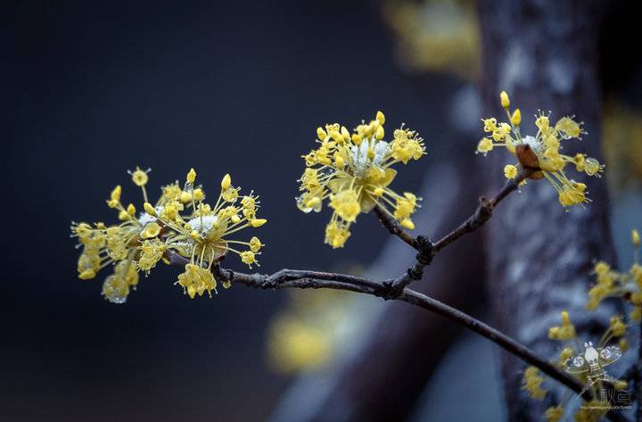 春天的花事 茱萸花开 茱萸 春雪 泉城公园 新浪新闻