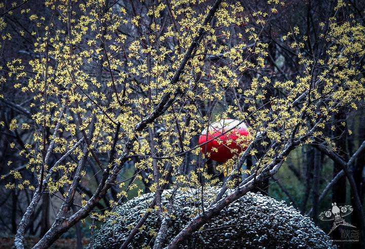 春天的花事 茱萸花开 茱萸 春雪 泉城公园 新浪新闻 春天的花事 茱萸花开 茱萸 春雪 泉城公园 新浪新闻