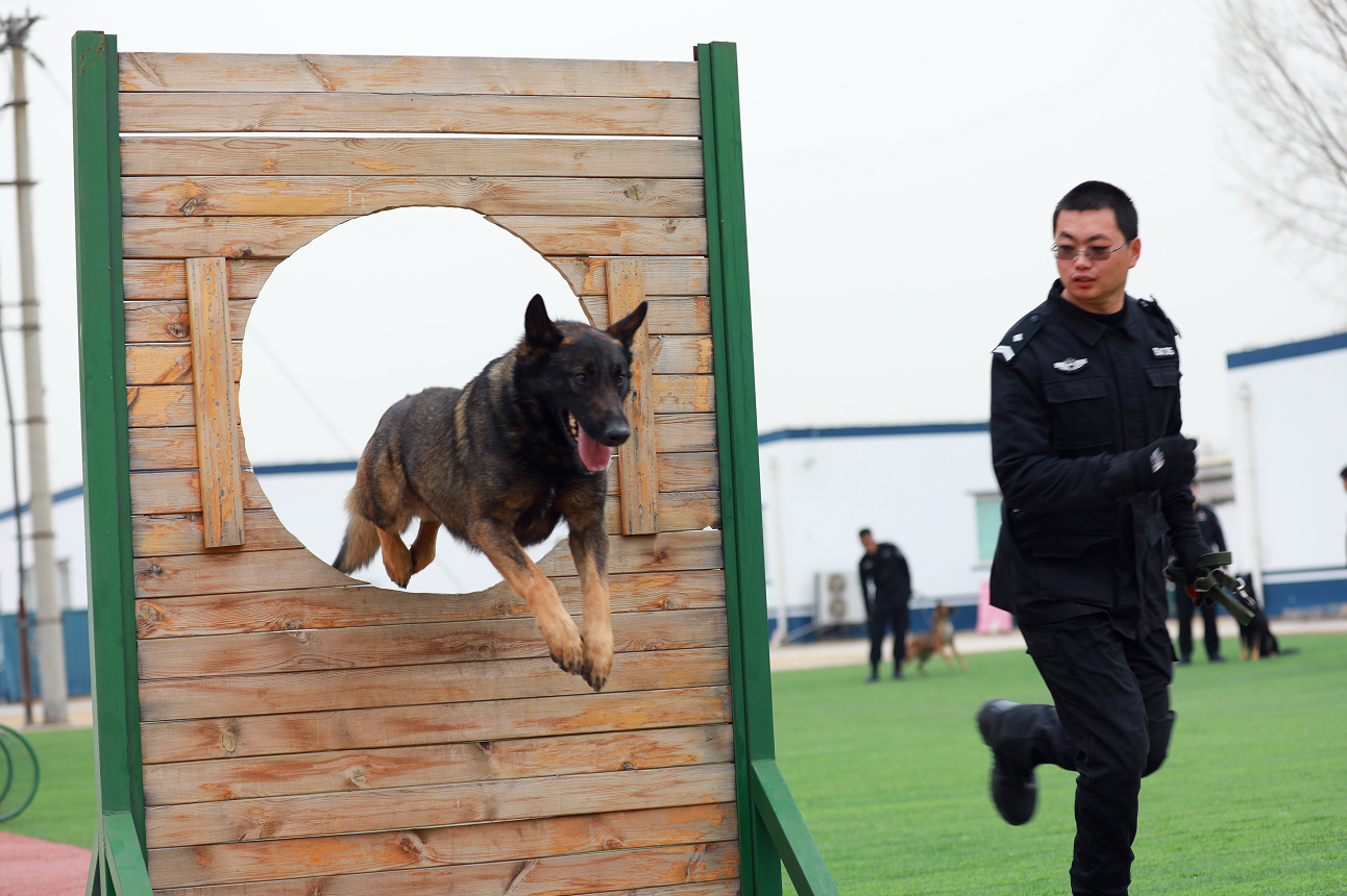 现场直击 | 北京公交警方有五百警犬,看看实战训练练什么