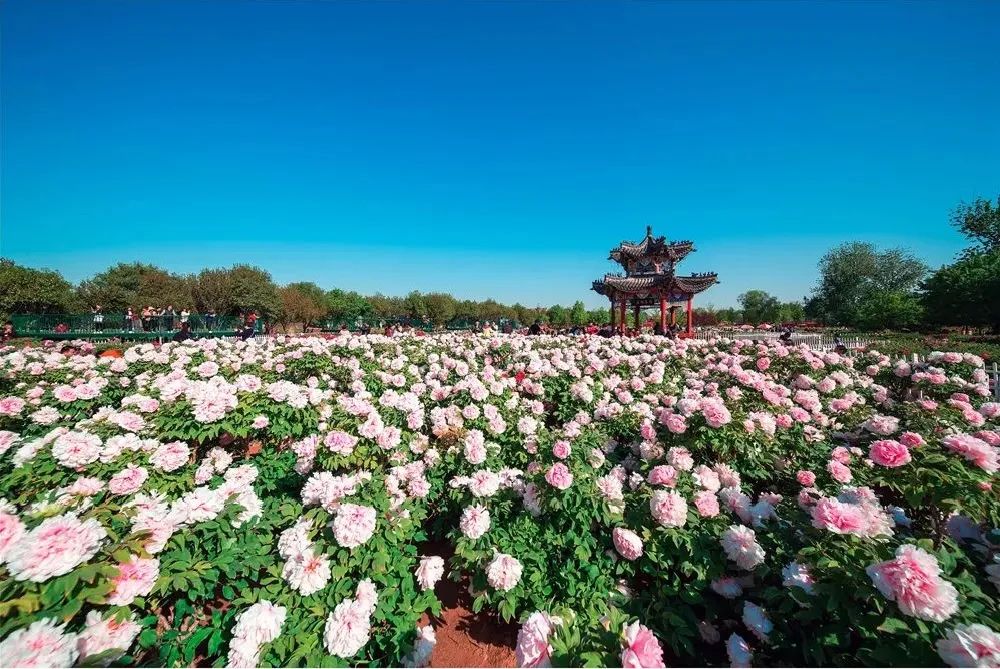 菏泽市|菏泽_新浪新闻