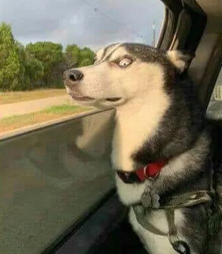 刚上车时二哈是这样子的.