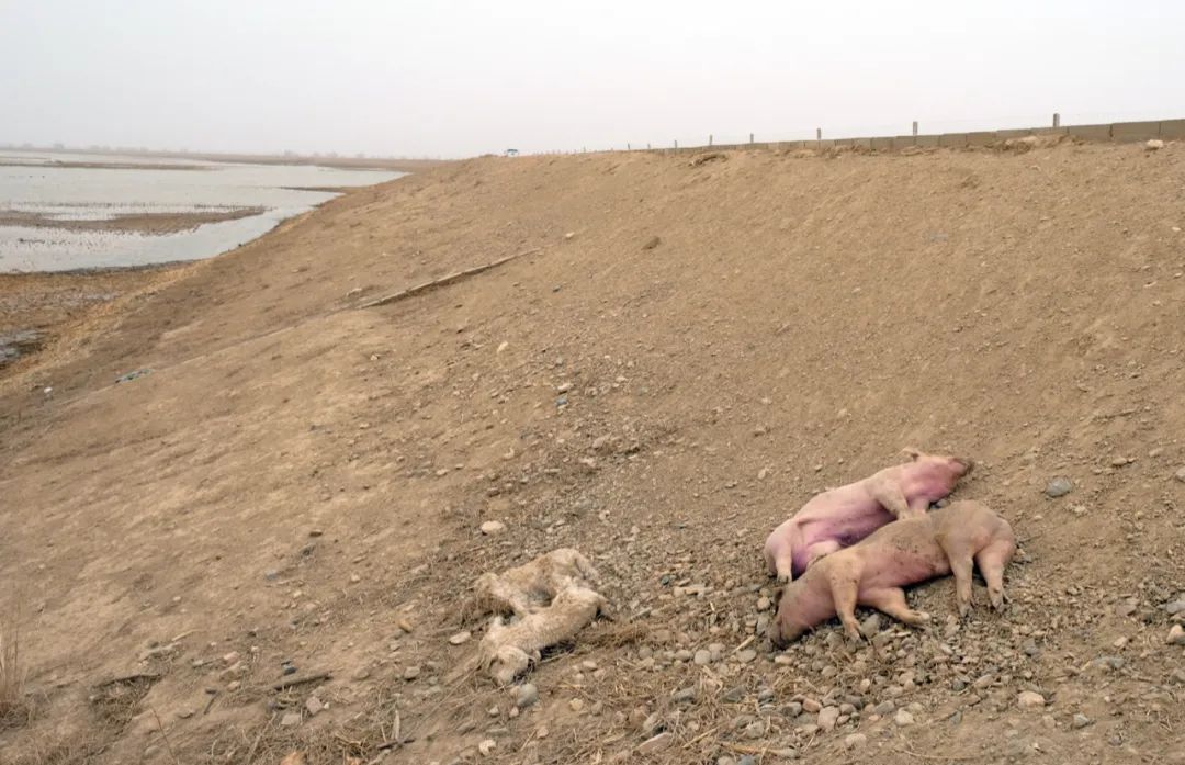 这是黄河内蒙古达拉特旗段“国堤”内侧的死猪、死羊。半月谈记者贾立君摄