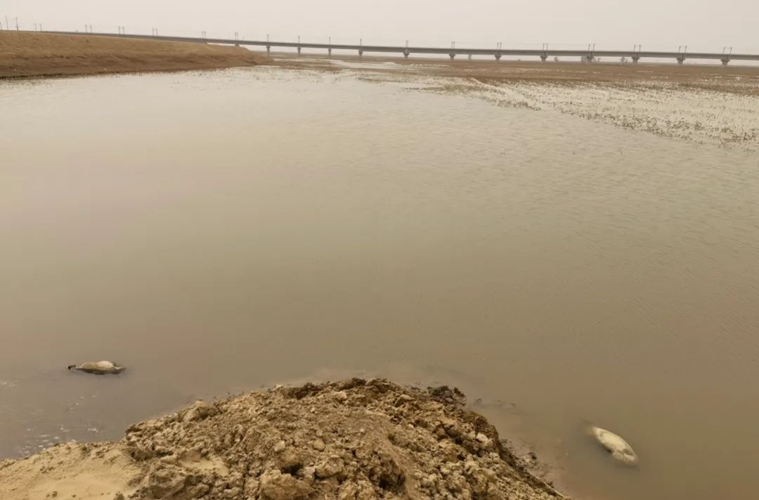 这是黄河内蒙古达拉特旗段“国堤”内侧2头泡在水中的死猪。半月谈记者贾立君摄