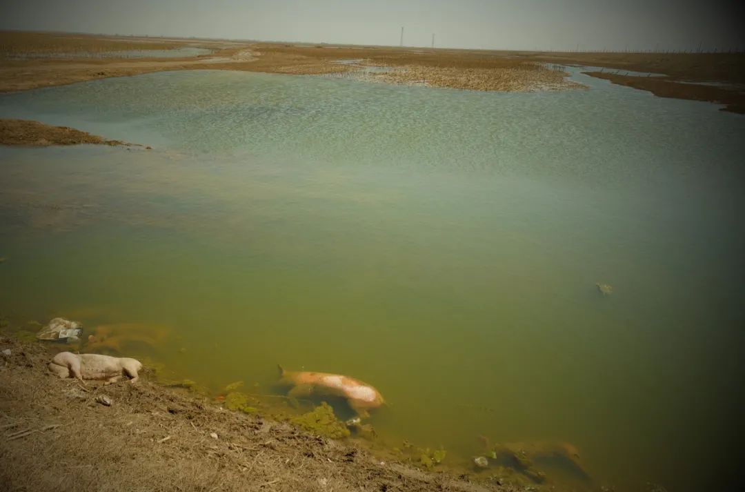 至少6头死猪被丢弃在黄河内蒙古达拉特旗段“国堤”内侧。半月谈记者贾立君摄