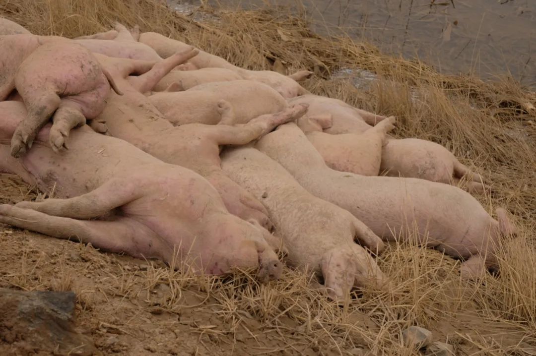 这是黄河内蒙古达拉特旗段“国堤”内侧一堆死猪。半月谈记者贾立君摄