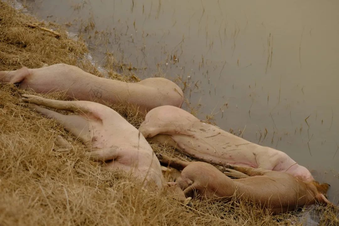 这是黄河内蒙古达拉特旗段“国堤”内侧的几头死猪。半月谈记者贾立君摄