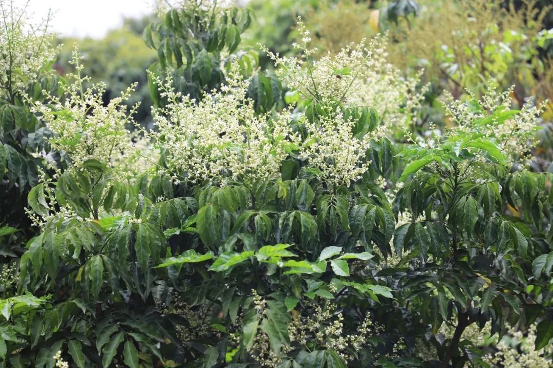 "银瓶红"荔枝进入开花期 果农保花壮花正当时