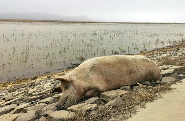 这是黄河内蒙古达拉特旗段“国堤”内侧，一头身形很大的死猪獠牙外露。半月谈记者 贾立君 摄