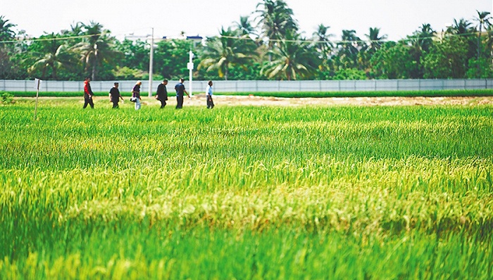 日前，在国家耐盐碱水稻技术创新中心基地，科研人员正在查看耐盐碱水稻生长情况。 图片来源：海南日报 武威/摄