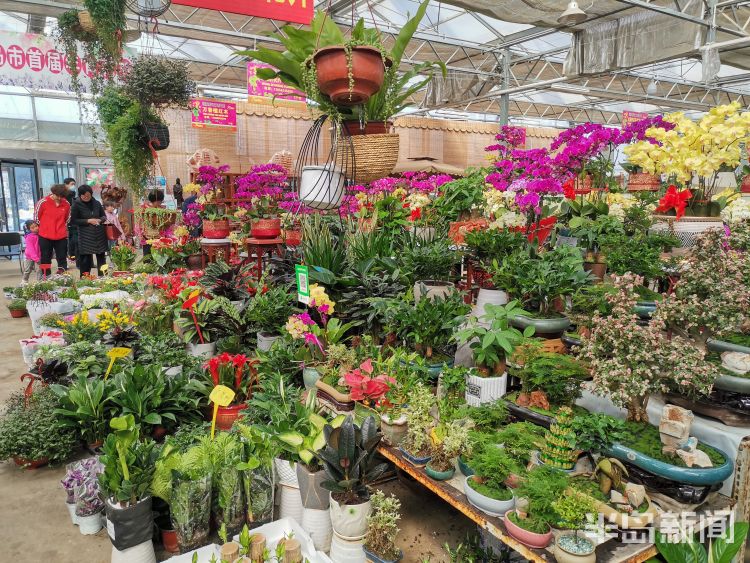 青岛枯桃花卉市场百花斗艳迎客来