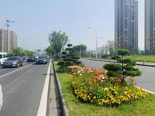 马路边的绿化植物叫什么(马路边的绿化植物叫什么树)