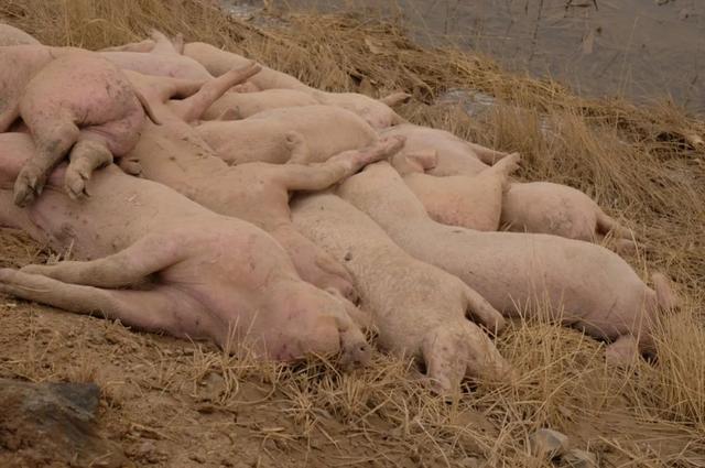 这是黄河内蒙古达拉特旗段“国堤”内侧一堆死猪。半月谈记者 贾立君 摄