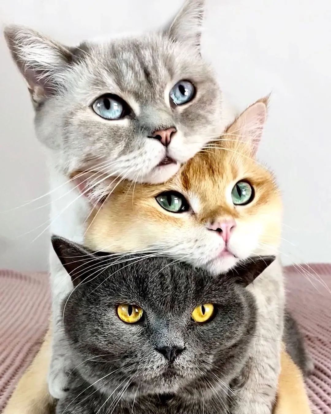 叠猫猫原来是这样拍出来的,网友看后:这也太乖了!