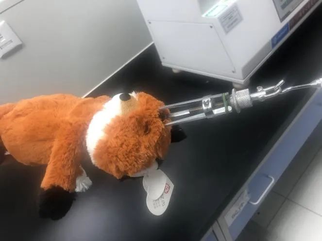 辽宁沈阳：48款毛绒玩具 22款检出可迁移元素