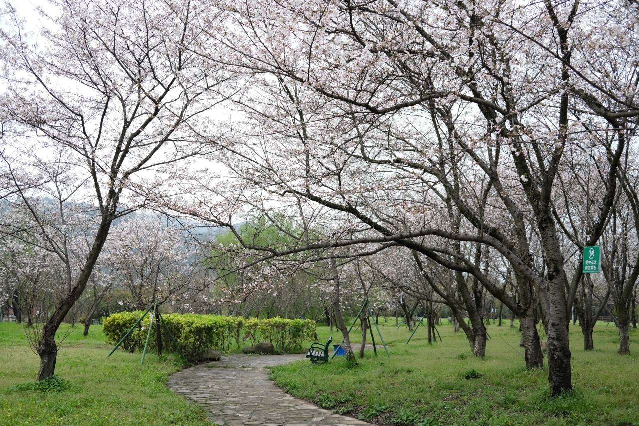 樱花绽放春意浓 快来宛委山看樱花吧!